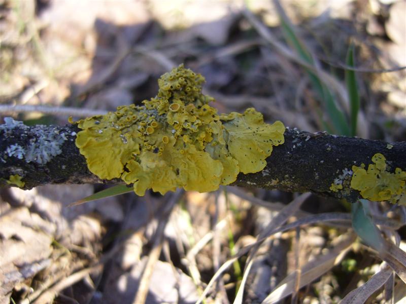 identificazione licheni